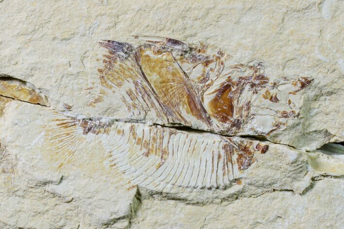 Cretaceous Fossil Fish (Pycnosteroides) and Shrimp - Lebanon #162731